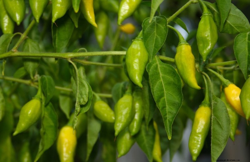23 Heat‑Tolerant Peppers to Elevate Your Summer Garden and Cuisine