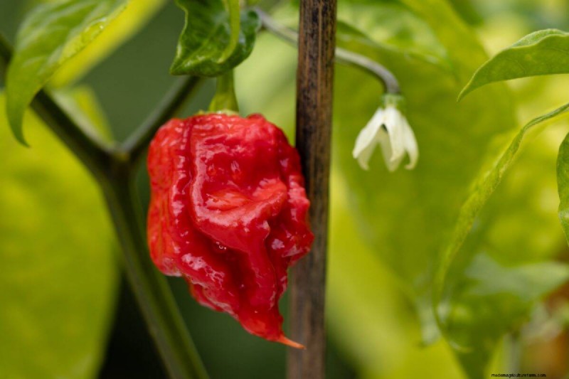 23 Heat‑Tolerant Peppers to Elevate Your Summer Garden and Cuisine