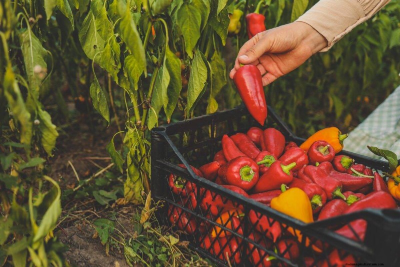 23 Heat‑Tolerant Peppers to Elevate Your Summer Garden and Cuisine
