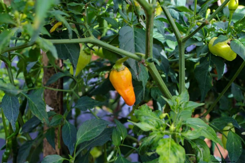 23 Heat‑Tolerant Peppers to Elevate Your Summer Garden and Cuisine
