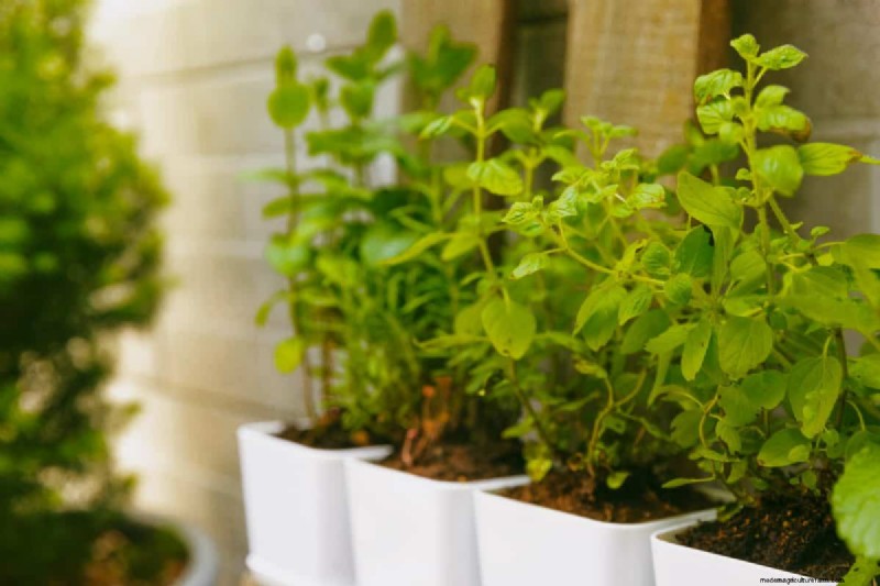 23 Expert Tips to Transform Your Backyard into a Wellness Retreat