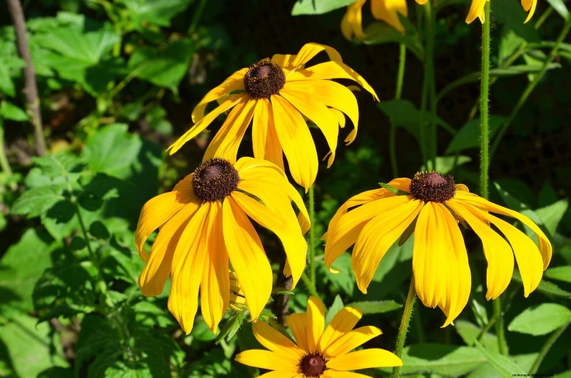 The Hidden Dangers of Neglecting Soil Refresh: Why Regular Soil Renewal Is Essential
