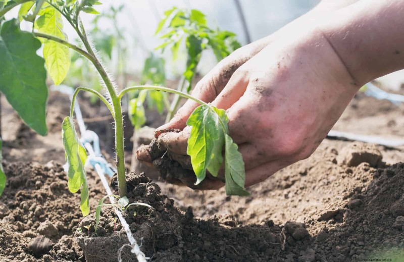 The Hidden Dangers of Neglecting Soil Refresh: Why Regular Soil Renewal Is Essential