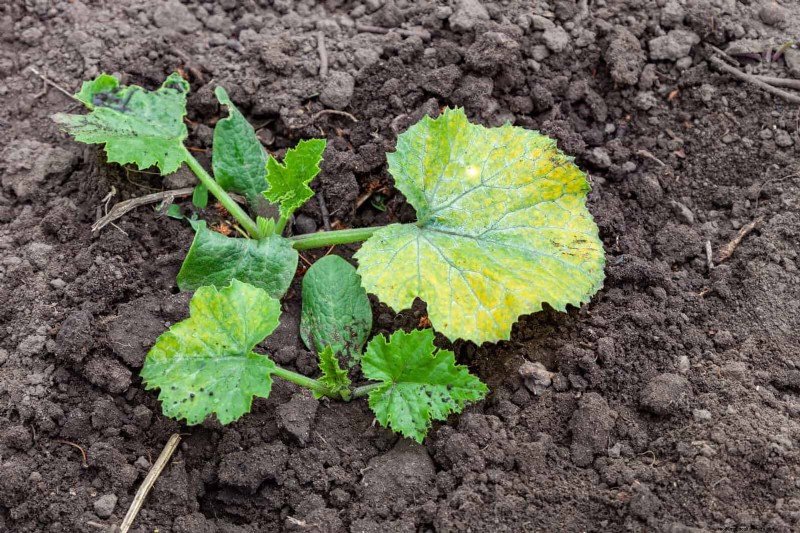 The Hidden Dangers of Neglecting Soil Refresh: Why Regular Soil Renewal Is Essential