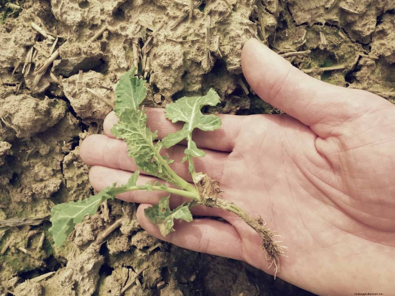 The Hidden Dangers of Neglecting Soil Refresh: Why Regular Soil Renewal Is Essential