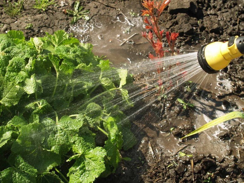 The Hidden Dangers of Neglecting Soil Refresh: Why Regular Soil Renewal Is Essential
