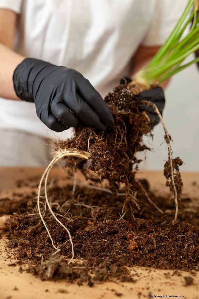 The Hidden Dangers of Neglecting Soil Refresh: Why Regular Soil Renewal Is Essential
