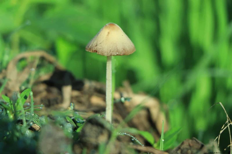 The Hidden Dangers of Neglecting Soil Refresh: Why Regular Soil Renewal Is Essential
