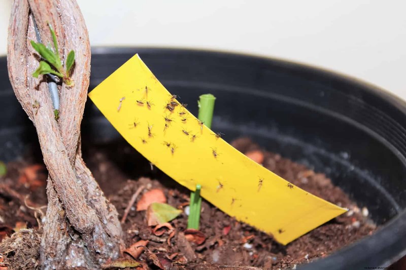 The Hidden Dangers of Neglecting Soil Refresh: Why Regular Soil Renewal Is Essential