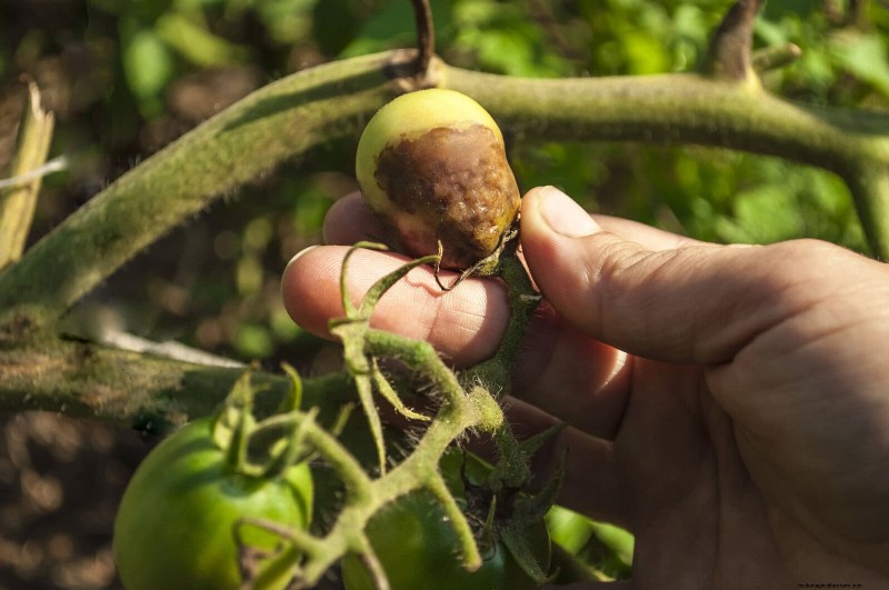 The Hidden Dangers of Neglecting Soil Refresh: Why Regular Soil Renewal Is Essential