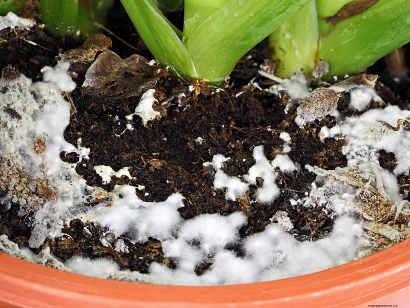 The Hidden Dangers of Neglecting Soil Refresh: Why Regular Soil Renewal Is Essential