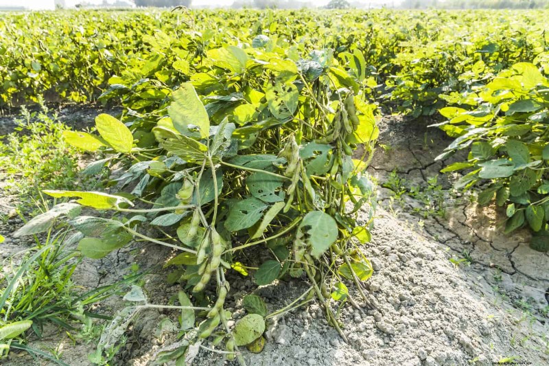 The Hidden Dangers of Neglecting Soil Refresh: Why Regular Soil Renewal Is Essential