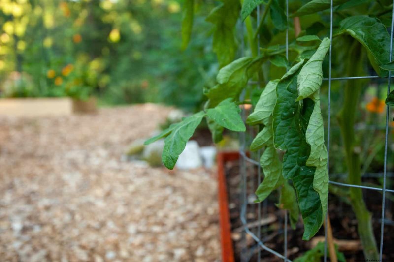 The Hidden Dangers of Neglecting Soil Refresh: Why Regular Soil Renewal Is Essential