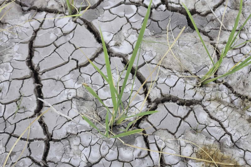 The Hidden Dangers of Neglecting Soil Refresh: Why Regular Soil Renewal Is Essential
