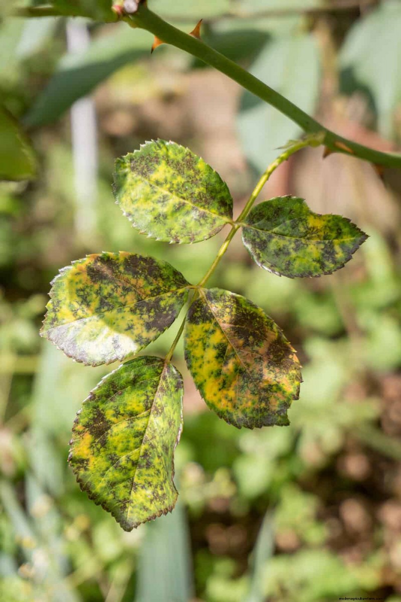 The Hidden Dangers of Neglecting Soil Refresh: Why Regular Soil Renewal Is Essential