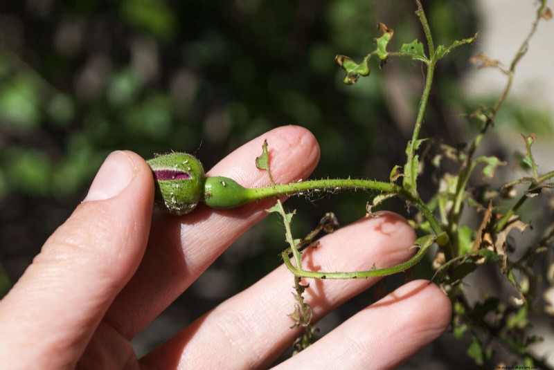 The Hidden Dangers of Neglecting Soil Refresh: Why Regular Soil Renewal Is Essential