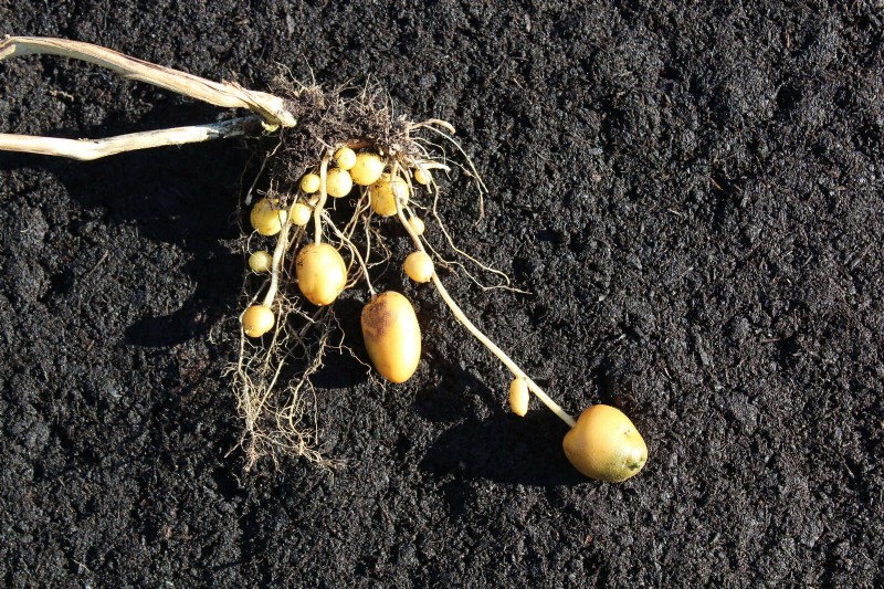 The Hidden Dangers of Neglecting Soil Refresh: Why Regular Soil Renewal Is Essential