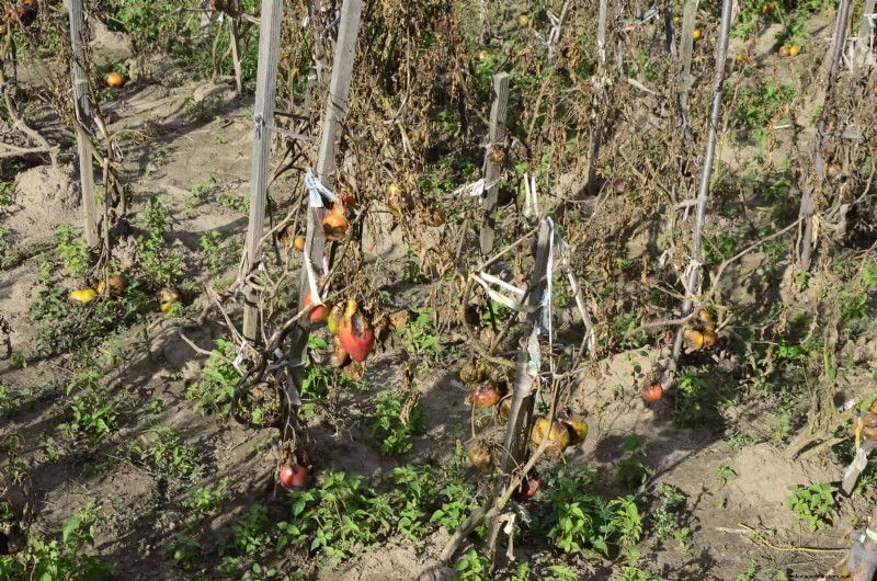 The Hidden Dangers of Neglecting Soil Refresh: Why Regular Soil Renewal Is Essential