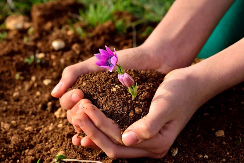 The Hidden Dangers of Neglecting Soil Refresh: Why Regular Soil Renewal Is Essential
