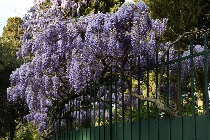 27 Expert Garden Transformations That Instantly Revitalize Your Yard