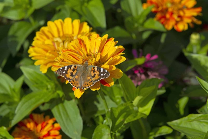 27 Expert Garden Transformations That Instantly Revitalize Your Yard