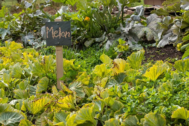 27 Expert Garden Transformations That Instantly Revitalize Your Yard