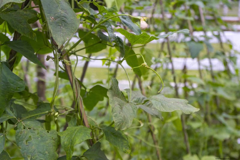 27 Expert Garden Transformations That Instantly Revitalize Your Yard