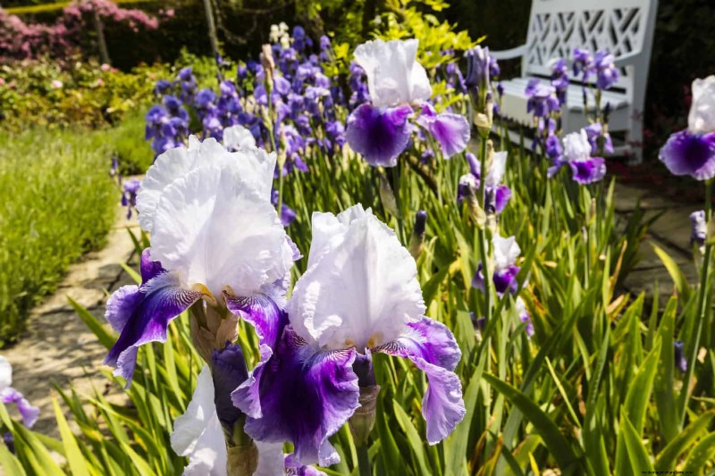 21 Proven Plant Strategies to Fix Common Backyard Challenges