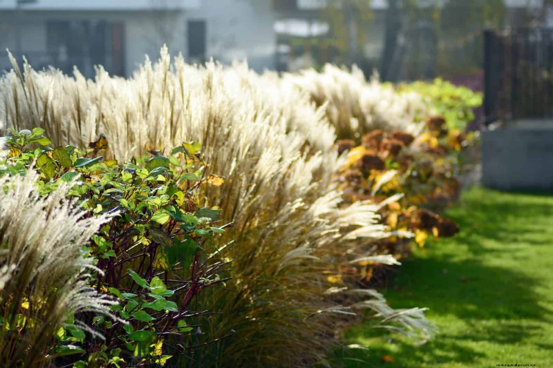 21 Proven Plant Strategies to Fix Common Backyard Challenges