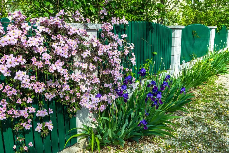 21 Proven Plant Strategies to Fix Common Backyard Challenges