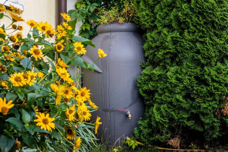 21 Proven Plant Strategies to Fix Common Backyard Challenges