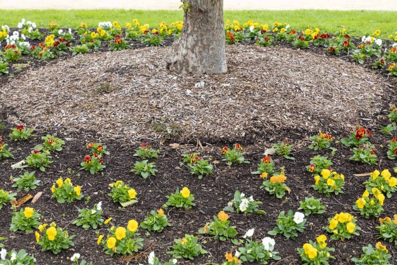 21 Proven Plant Strategies to Fix Common Backyard Challenges