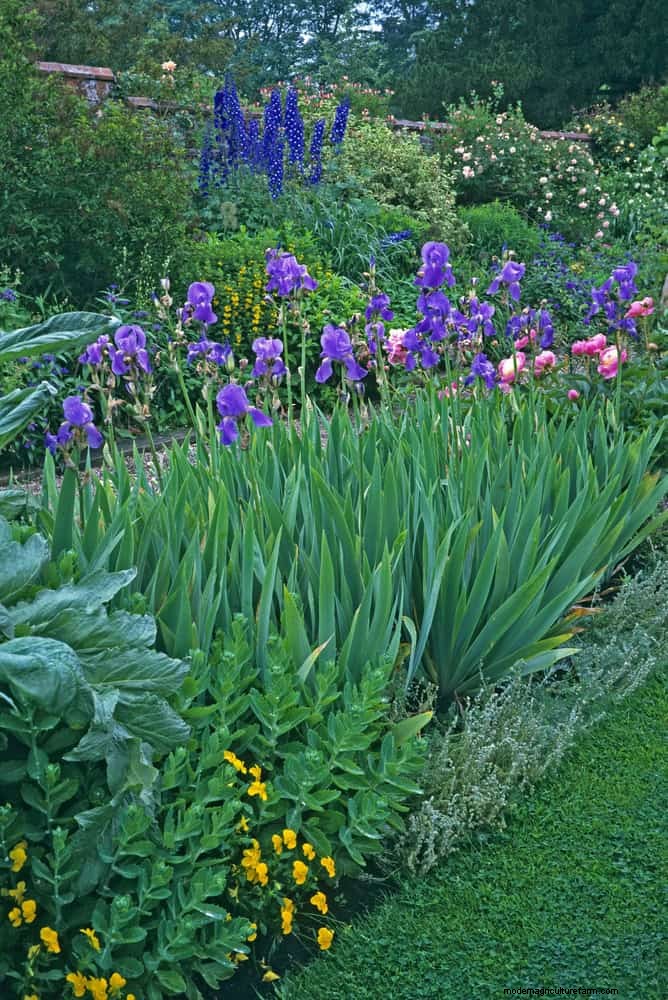 21 Proven Plant Strategies to Fix Common Backyard Challenges