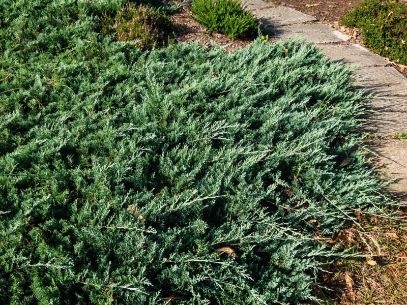 21 Proven Plant Strategies to Fix Common Backyard Challenges