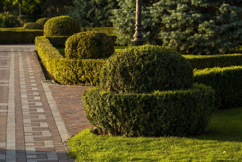21 Proven Plant Strategies to Fix Common Backyard Challenges