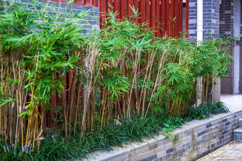 21 Proven Plant Strategies to Fix Common Backyard Challenges