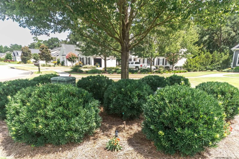 21 Proven Plant Strategies to Fix Common Backyard Challenges