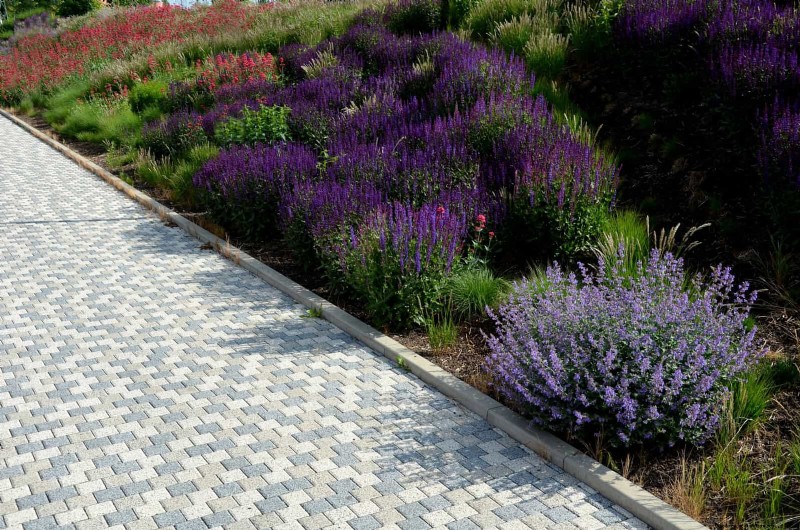 21 Proven Plant Strategies to Fix Common Backyard Challenges