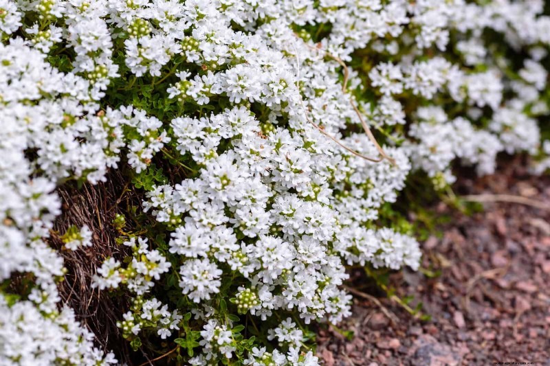 21 Proven Plant Strategies to Fix Common Backyard Challenges