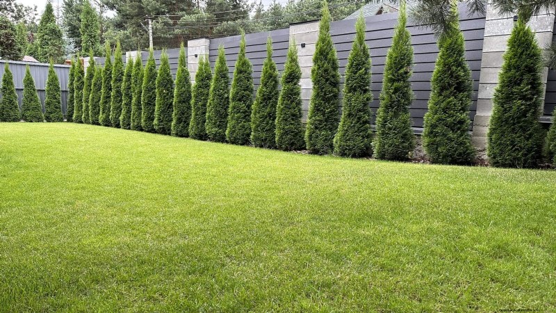 21 Proven Plant Strategies to Fix Common Backyard Challenges