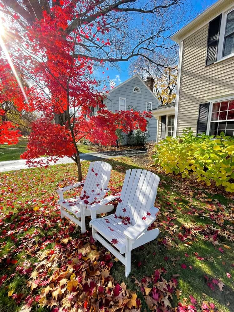 21 Proven Plant Strategies to Fix Common Backyard Challenges