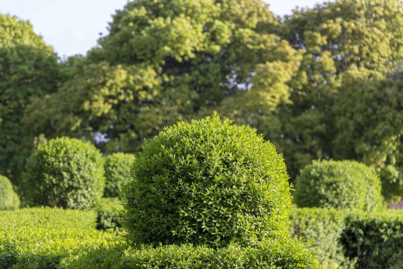 21 Proven Plant Strategies to Fix Common Backyard Challenges
