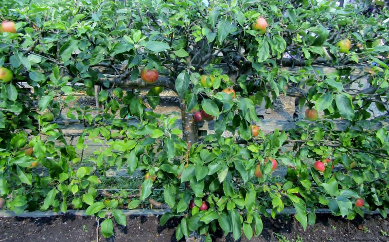 21 Proven Plant Strategies to Fix Common Backyard Challenges