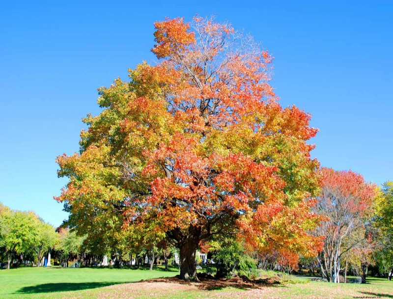 25 Shade & Flowering Trees to Cool and Beautify Your Yard