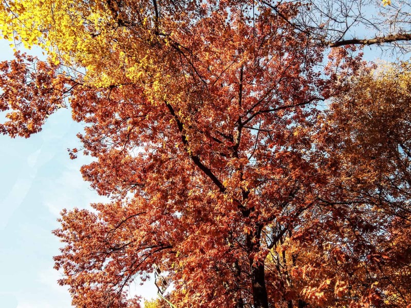 25 Shade & Flowering Trees to Cool and Beautify Your Yard