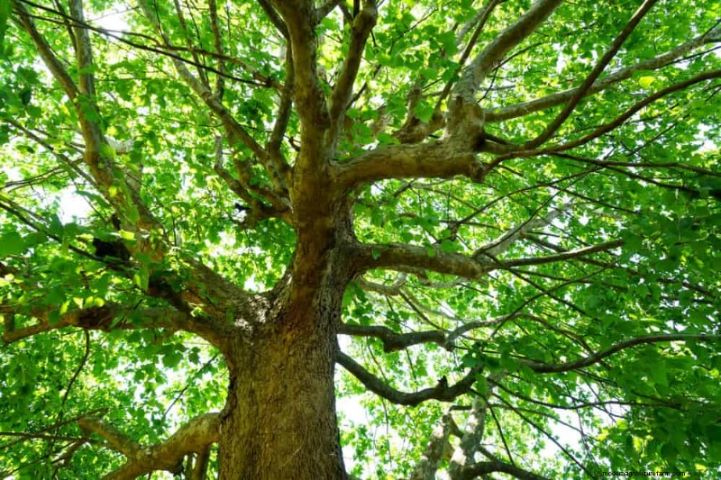 25 Shade & Flowering Trees to Cool and Beautify Your Yard