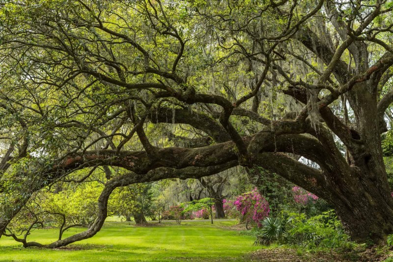 25 Shade & Flowering Trees to Cool and Beautify Your Yard