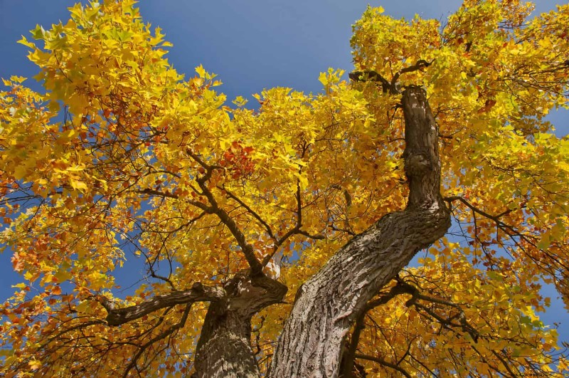 25 Shade & Flowering Trees to Cool and Beautify Your Yard