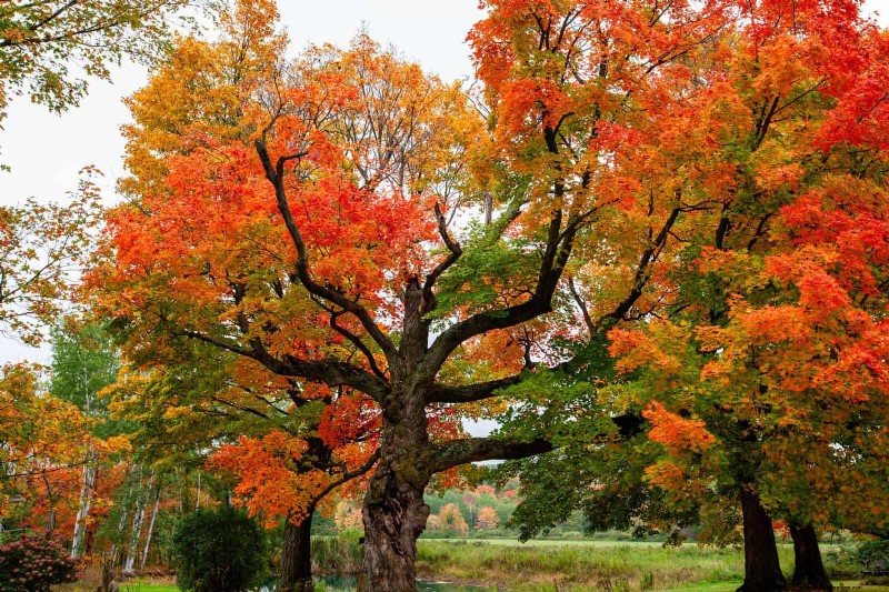 25 Shade & Flowering Trees to Cool and Beautify Your Yard