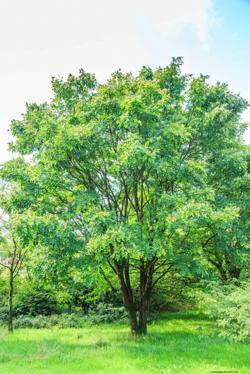 25 Shade & Flowering Trees to Cool and Beautify Your Yard